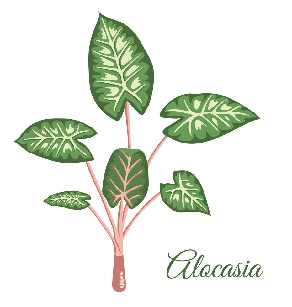 vector tropische alocasia illustraties. jungle gebladerte illustratie. hand getrokken huis exotische plant geïsoleerd op een witte achtergrond. heldere realistische afbeelding