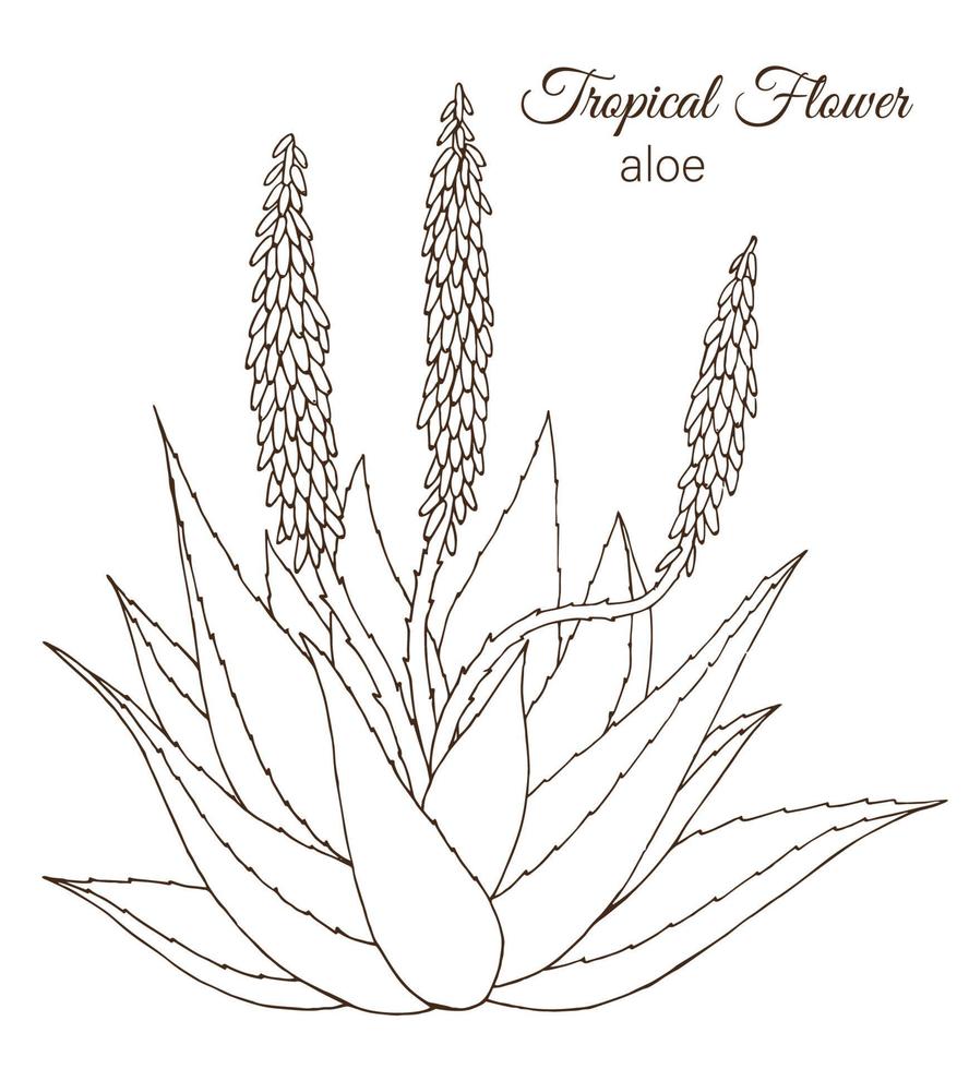 vectorillustratie van tropische bloem geïsoleerd op een witte achtergrond. hand getekende aloë. bloemen overzicht. kleurplaat. schets stijl. tropische ontwerpelementen vector