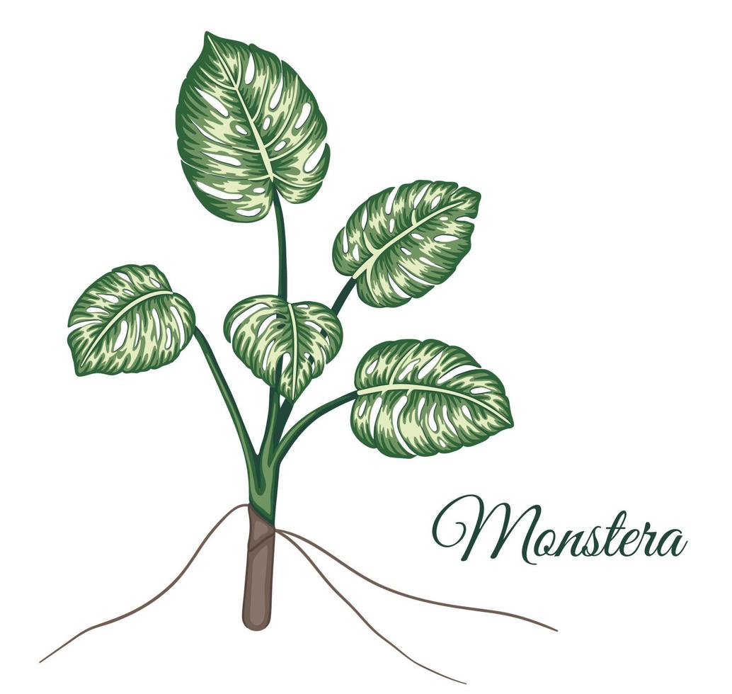 vector tropische monstera illustraties. jungle gebladerte illustratie. hand getrokken huis exotische plant geïsoleerd op een witte achtergrond. heldere realistische afbeelding.