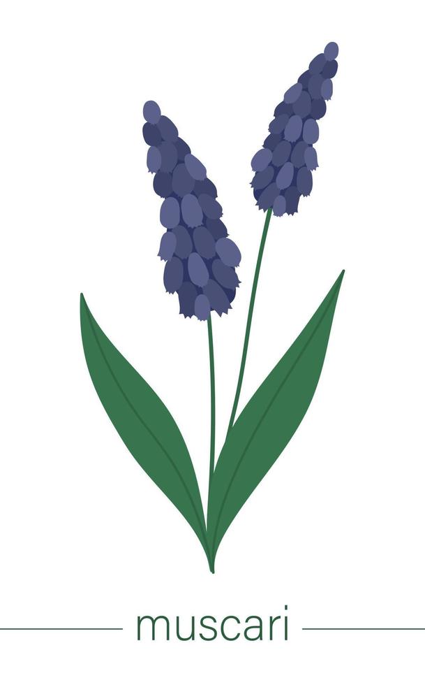 vector platte muscari illustratie. leuke lentebloemen. eerste bloeiende planten. bloemen illustraties geïsoleerd op een witte achtergrond.