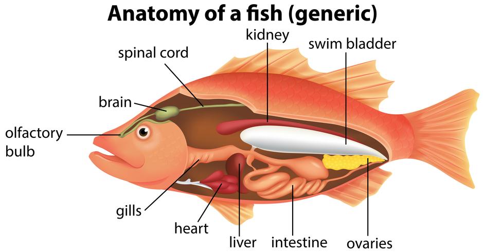 Anatomie van een vis vector