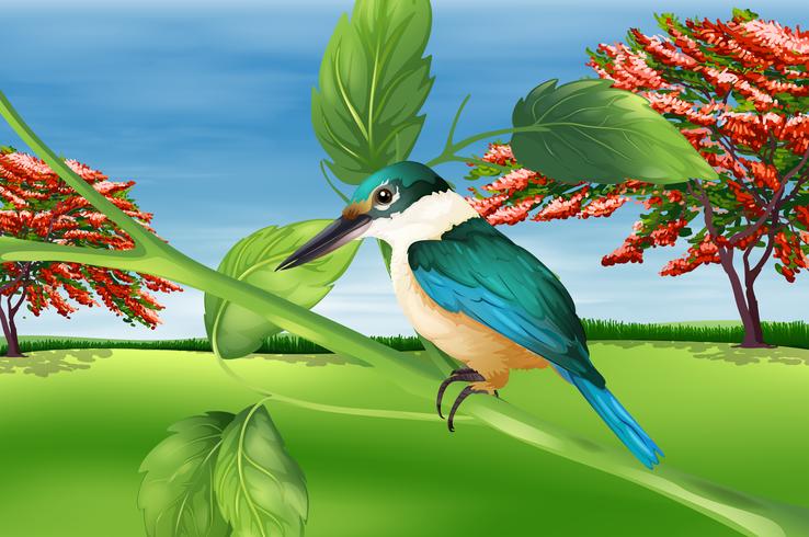 Ijsvogel vector