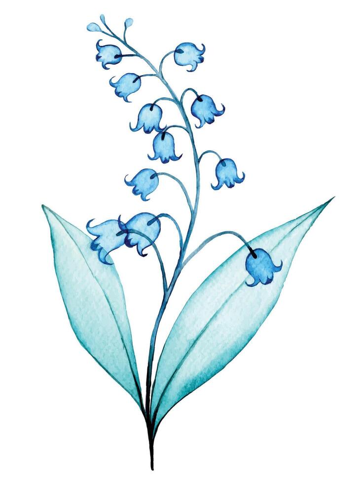waterverf tekening, transparant lelie van de vallei bloemen. delicaat illustratie, röntgenstraal vector