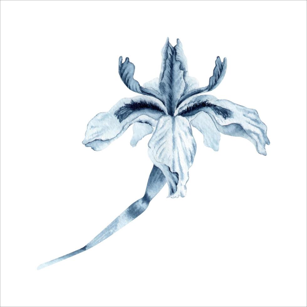 iris bloem Aan fabriek stam waterverf schilderen. hand- getrokken illustratie geïsoleerd Aan wit achtergrond. blauw monochroom bloemen element voor mode, schoonheid producten, tatoeages, jurk patronen, kaart ontwerpen vector