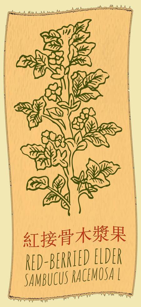 tekening rode bessen ouderling in Chinese. hand- getrokken illustratie. de Latijns naam is sambucus racemosa ik. vector