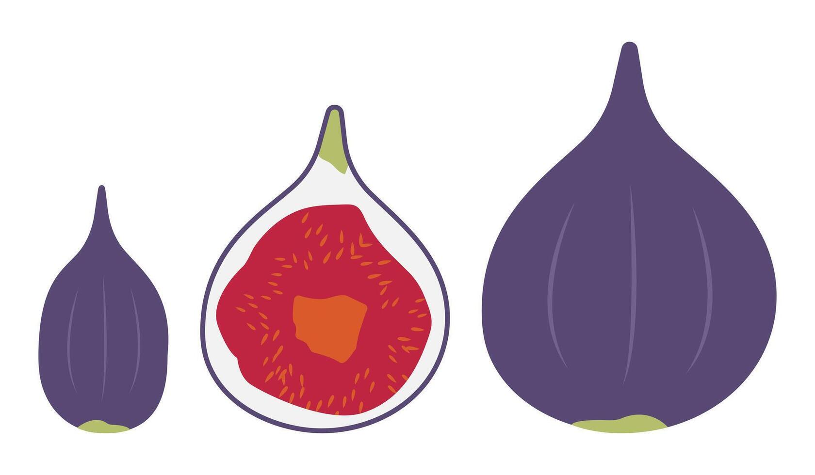 reeks van vijgen en besnoeiing voor de helft. zoet fruit pulp. Purper zomer fruit. oogsten. voedsel Aan een wit achtergrond. veganistisch en gezond voedsel. illustratie vector