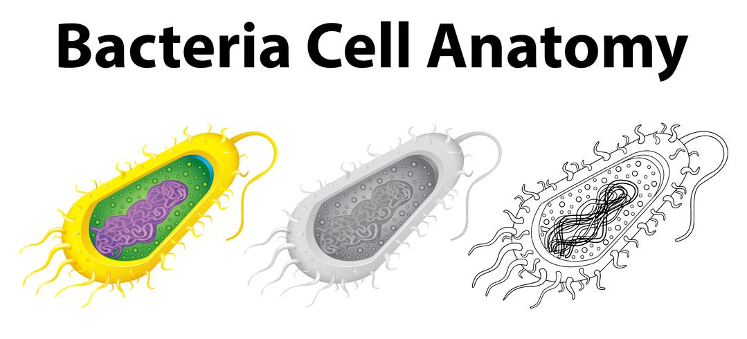 Doodle karakter voor de celanatomie van bacteriën vector