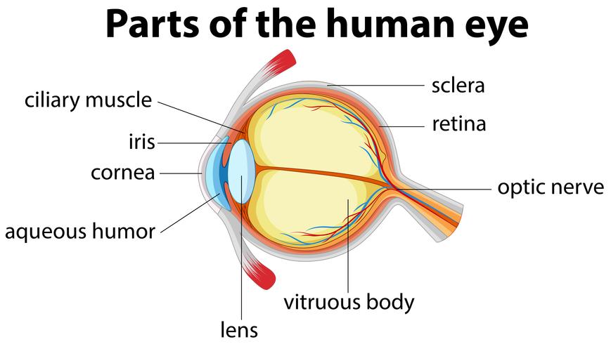 Delen van het menselijk oog met naam vector