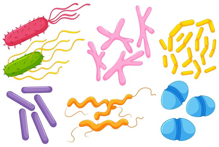 Verschillende soorten bacteriën in de darmen vector