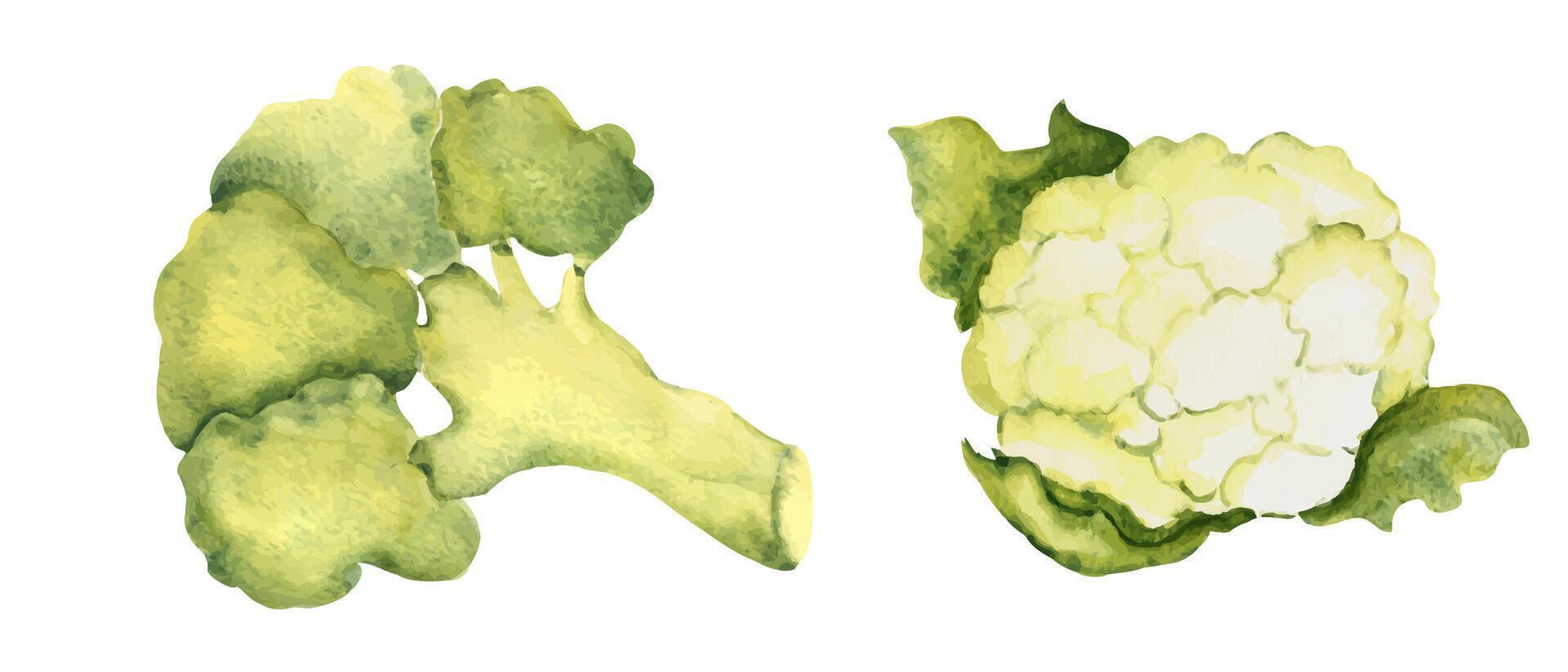 reeks van broccoli en bloemkool kool. waterverf hand- getrokken illustratie in wijnoogst stijl. vector