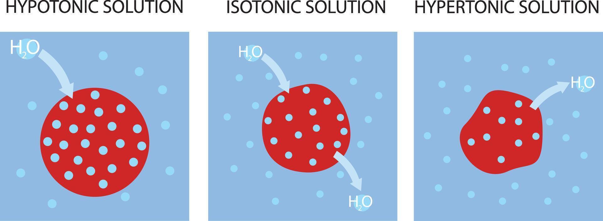 hypotoon, isotoon en hypertoon oplossingen. toniciteit en osmose. vector