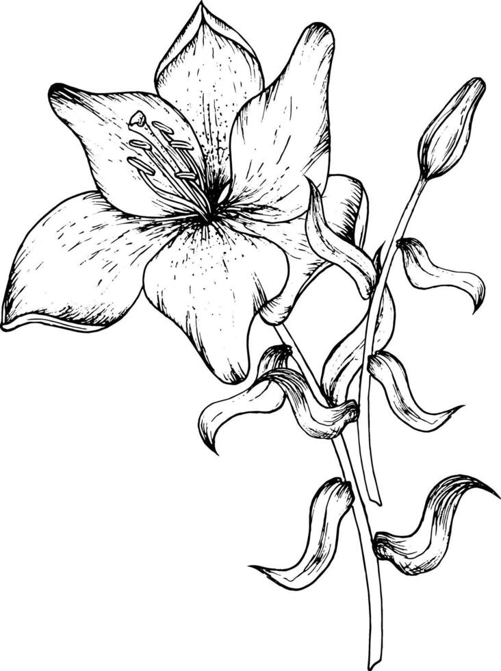 grafisch illustratie van bloemknoppen en bloemblaadjes van een lelie. zwart en wit hand- tekening. vector