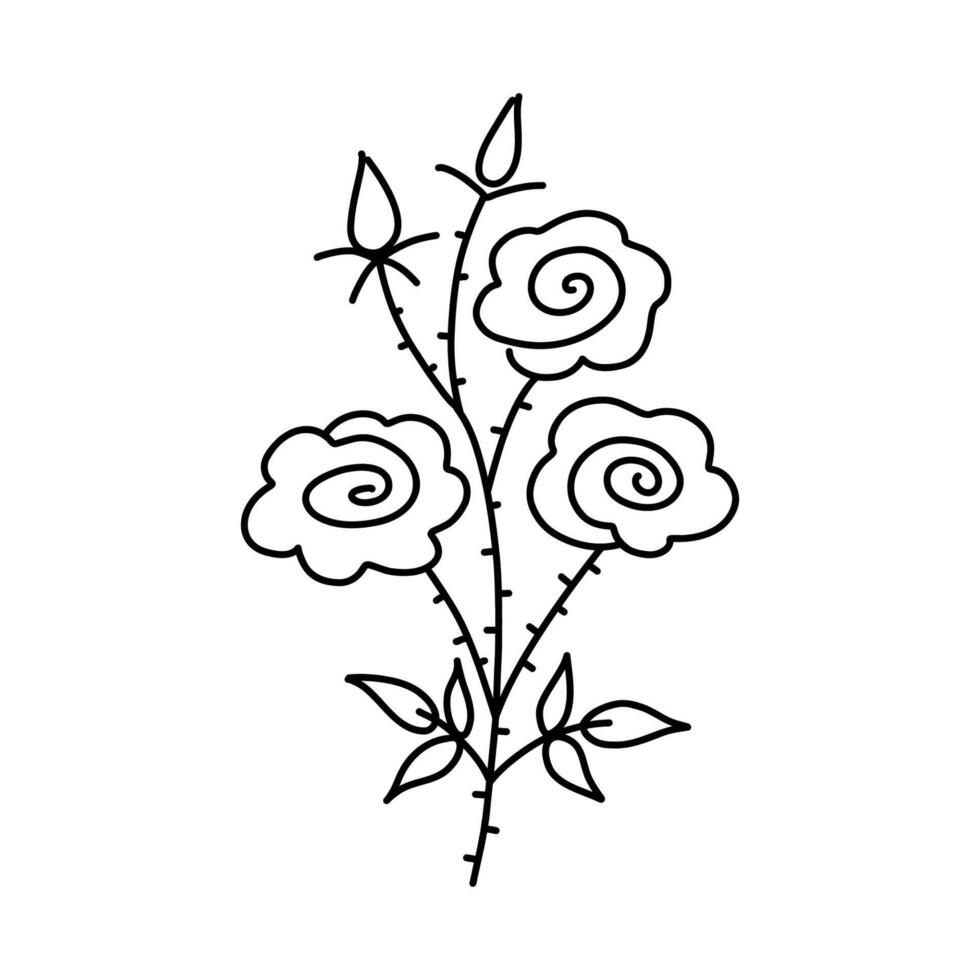 Afdeling van Rozenstruik. hand- getrokken struik roos. zwart lijn illustratie geïsoleerd Aan wit achtergrond. vector