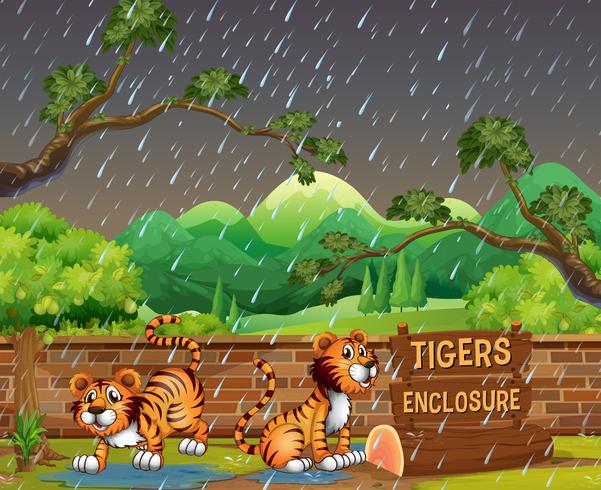 gelukkige tijgers in de dierentuin vector