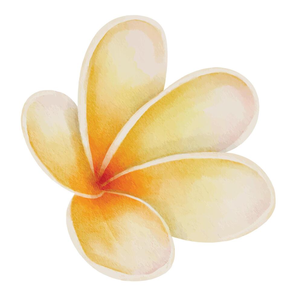 plumeria bloem waterverf illustratie. hand- getrokken klem kunst van frangipani Aan geïsoleerd achtergrond. tekening van tropisch exotisch bloeiend fabriek. knop met geel bloemblaadjes. voor bloemen groet kaart ontwerp vector