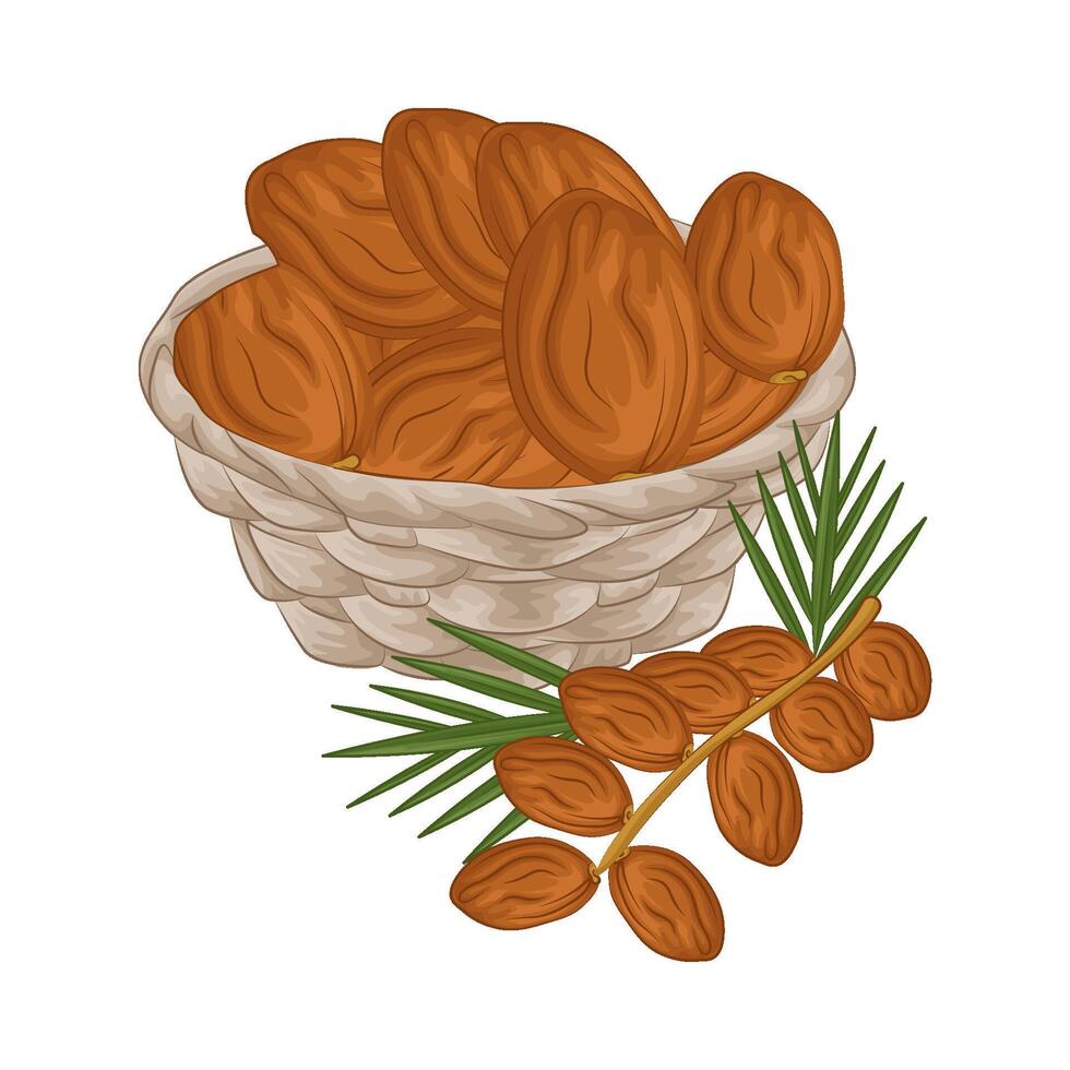 illustratie van kurma vector