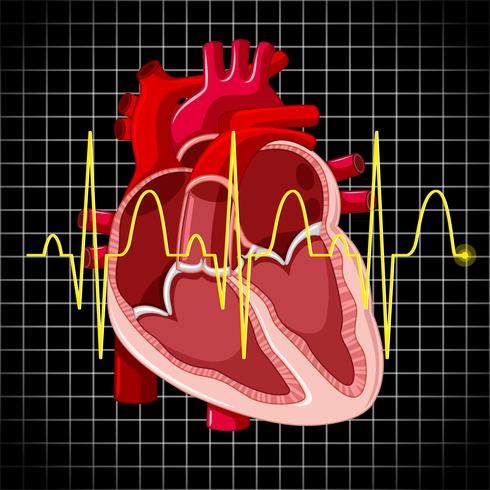 Menselijk hart en grafiek laten hartslagen zien vector