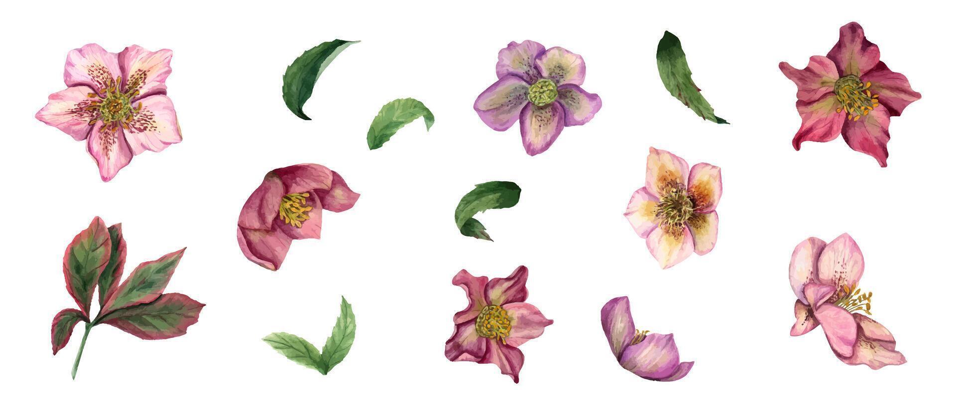 nieskruid met bladeren. helleborus Afdeling. klem kunst van voorjaar bloemen. waterverf illustratie. vector