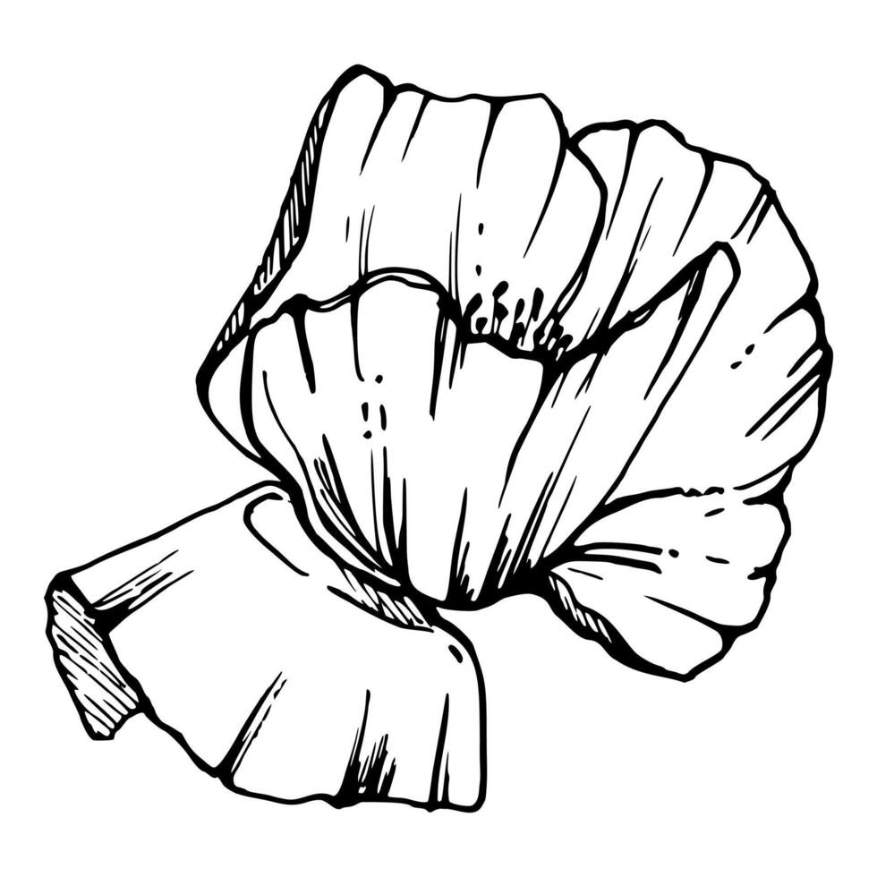 reeks van elementen met hand- getrokken pioen papaver bloemen. geïsoleerd Aan wit achtergrond. botanisch grafisch illustratie. ontwerp voor uitnodigingen, bruiloft, liefde of groet kaarten, papier, afdrukken, textiel vector