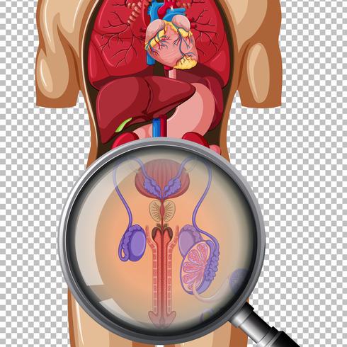 Een mannelijke reproductieve organen op transparante achtergrond vector