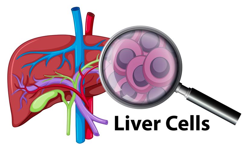 Een close-up menselijke levercellen vector