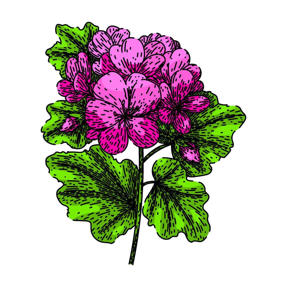 fabriek geranium schetsen hand- getrokken vector