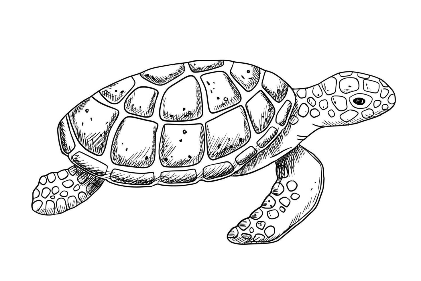 zwemmen gravure zee schildpad geïsoleerd Aan wit achtergrond. hand- getrokken monochroom illustratie oceaan of onderwater- dier vector