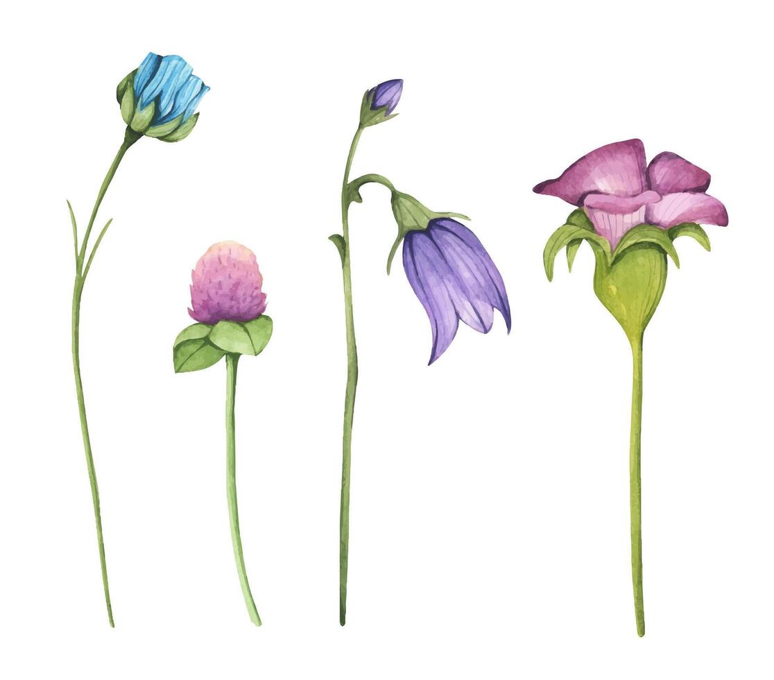 waterverf wilde bloemen verzameling. botanisch voorjaar zomer bloemen set. tuin bloemen groen wild bloemen. natuur wild kruiden illustratie. vector