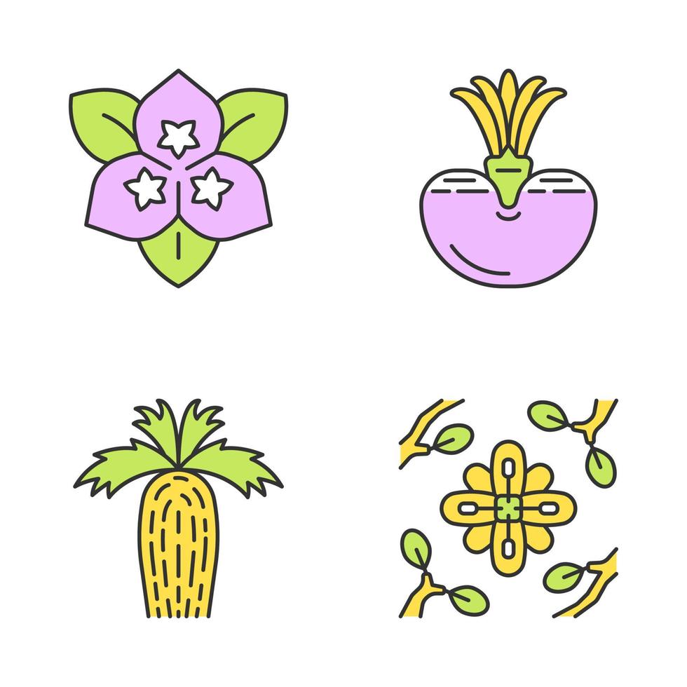 woestijn planten kleur pictogrammen instellen. exotische flora. bougainvillea bloem, levende steen, Californië waaierpalm, larrea. droge plaatsen planten. geïsoleerde vectorillustraties vector