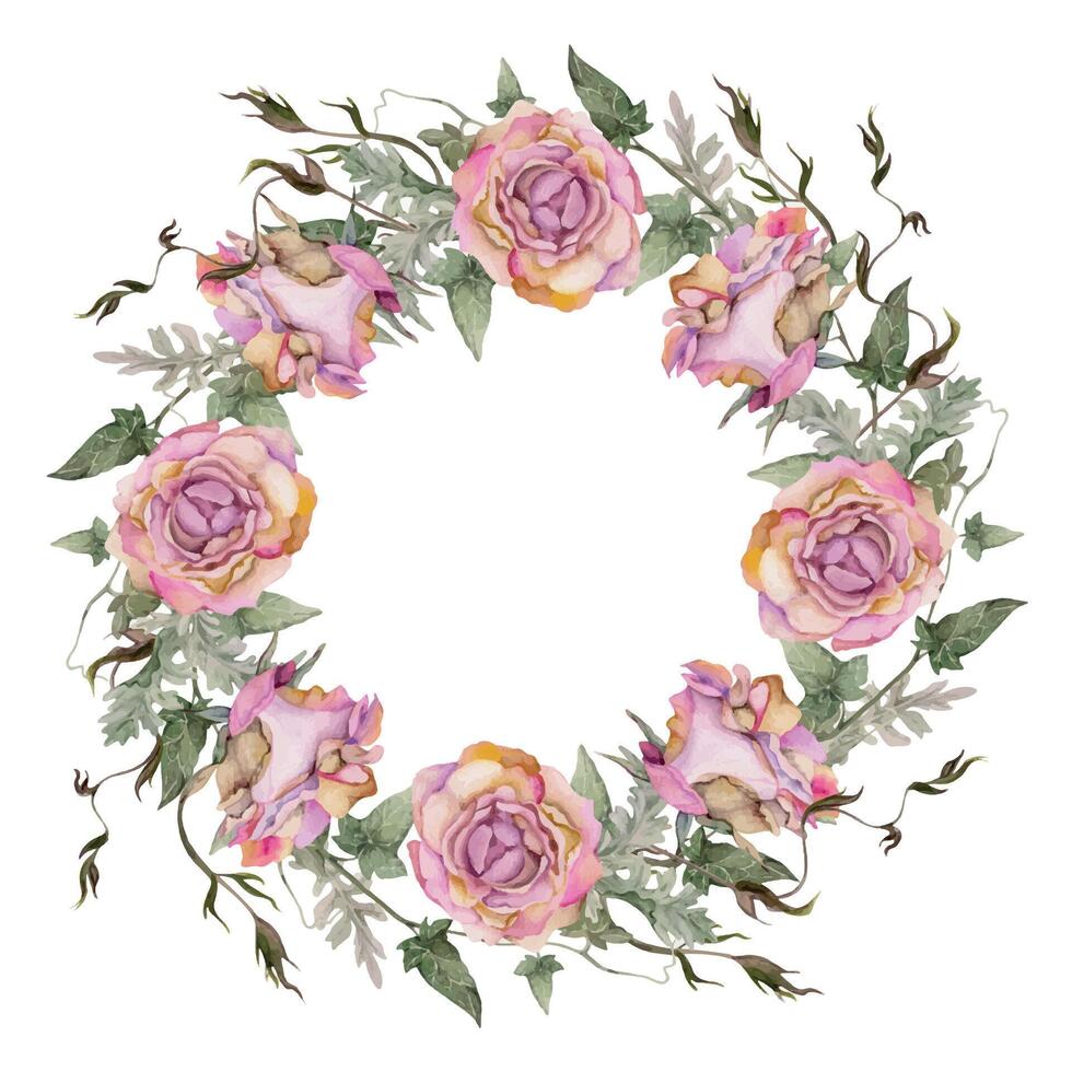 hand- getrokken waterverf illustratie haveloos boho botanisch bloemen bladeren. stoffig roze thee roos knoppen, klimop ranken, zilver cineraria. krans kader geïsoleerd Aan wit achtergrond. ontwerp bruiloft, liefde kaarten vector