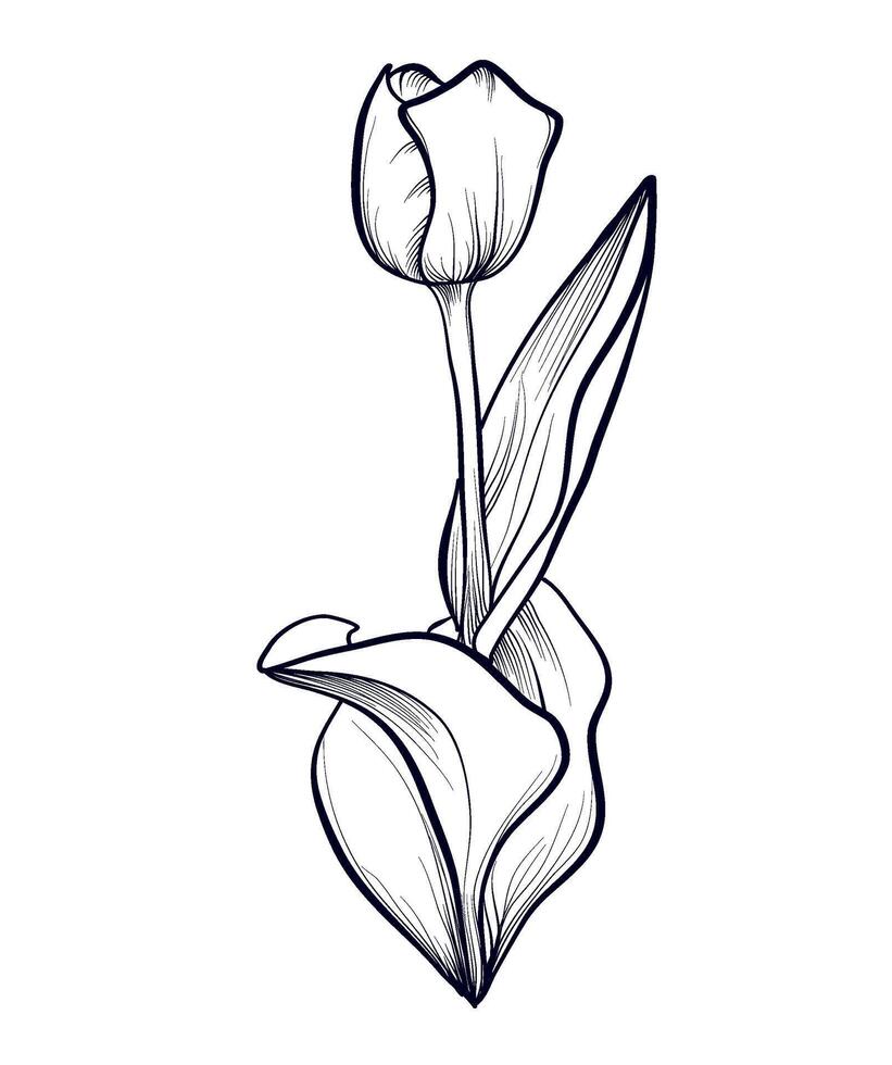 zwart en wit hand getekend tekening van een tulp bloem vector