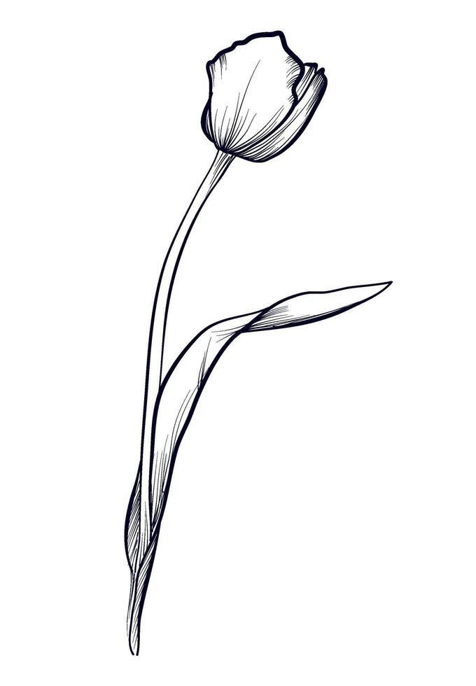 zwart en wit hand- getrokken tulp illustratie vector