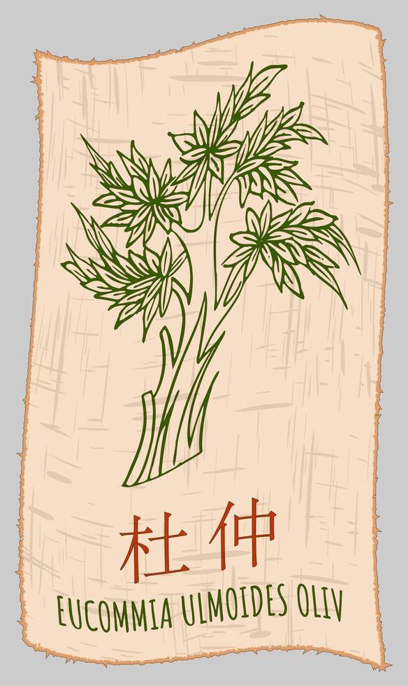 tekening eucommia in Chinese. hand- getrokken illustratie. de Latijns naam is eucommia ulmoides olijf. vector