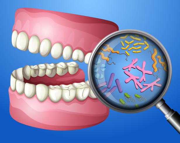 Een close-up orale bacteriën vector