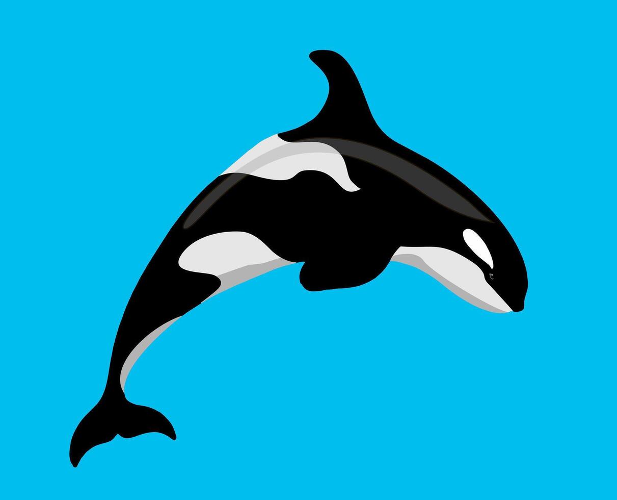 moordenaar walvis zee dier. grampus. orka of getand walvis, marinier roofdier springend uit van water met gebogen staart. voor logo, groet kaart en ontwerp. vector