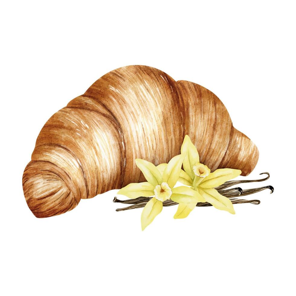 croissant, vanille bloemen en peulen. waterverf geïsoleerd hand- getrokken illustratie. zoet bladerdeeg gebakje bagel voor label, verpakking, kaart, voor bakkerij, bakkerij, voedsel bloggers vector