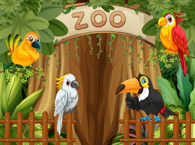 Vogel in de dierentuin vector