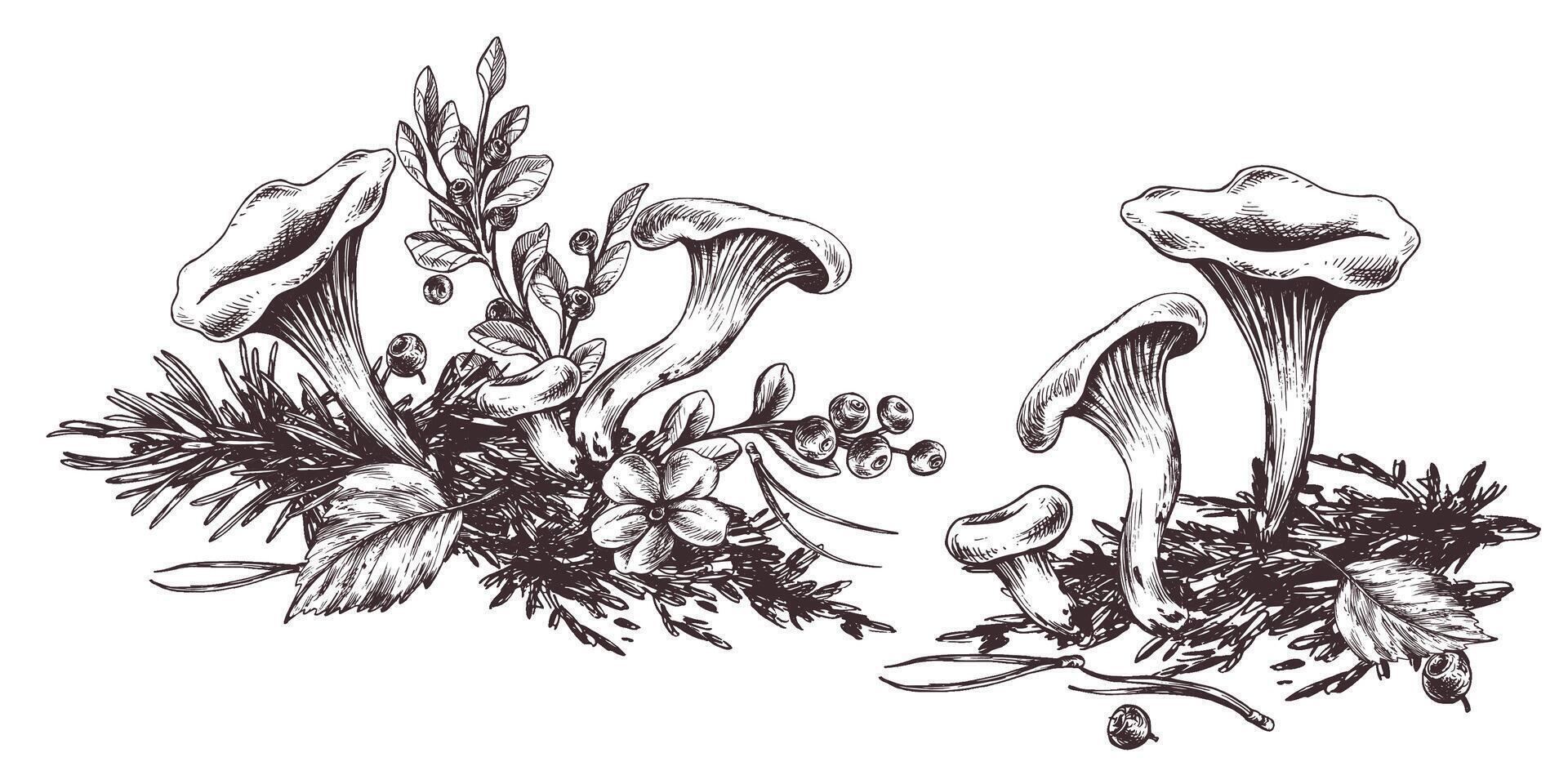 Woud chanterelle champignons met bosbes struiken, mos en herfst bladeren. grafisch lijn kunst illustratie hand- getrokken in zwart inkt. reeks van samenstelling eps . vector