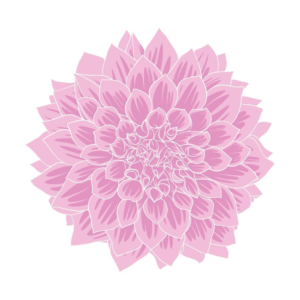 hand- getrokken dahlia bloemen bloemen illustratie vector