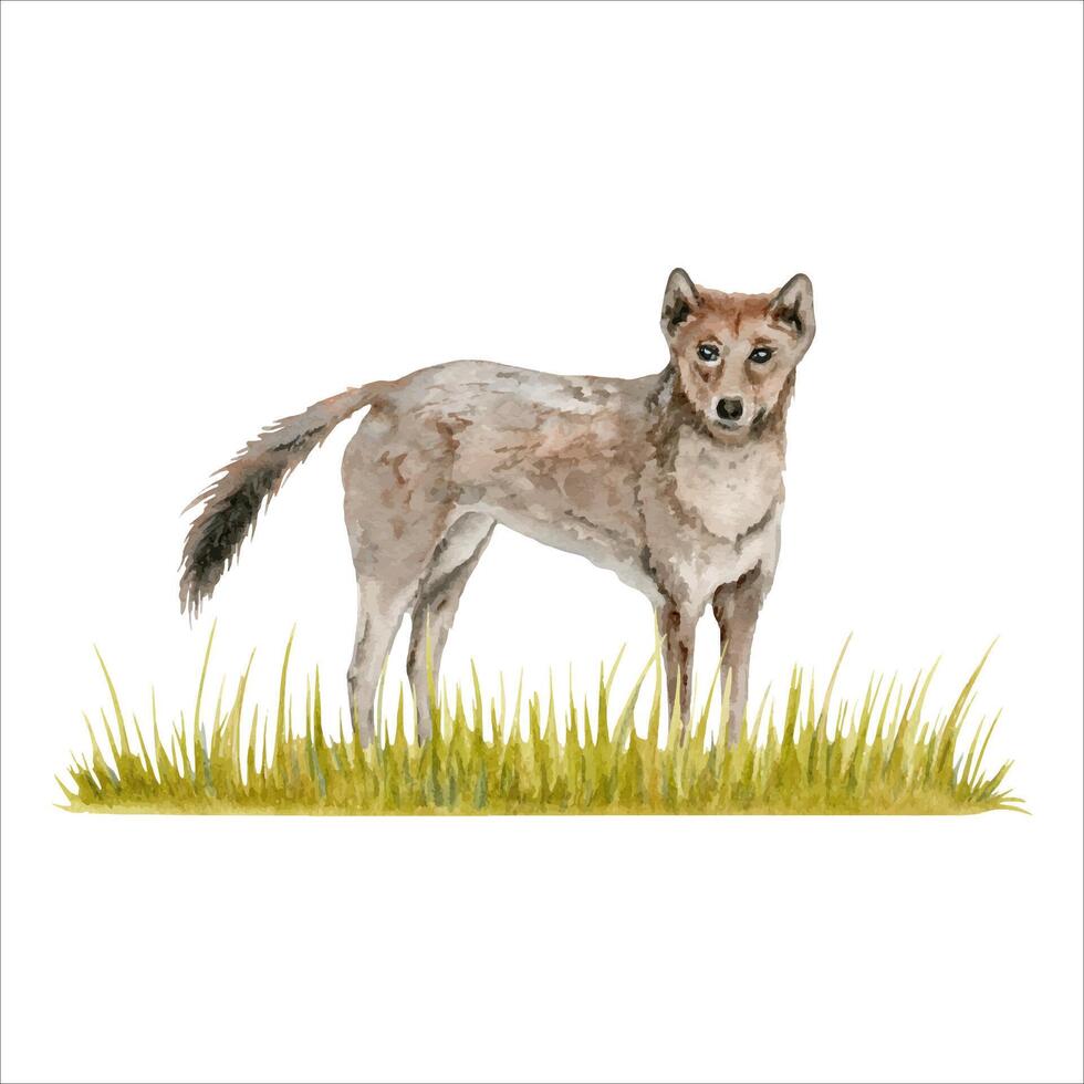 dingo wild hond Aan een strip van gras samenstelling. waterverf illustratie geïsoleerd Aan wit achtergrond. hand- getrokken Australisch dier voor kaarten ontwerpen, dierentuin stickers en afdrukken. inheems dieren in het wild schilderij vector