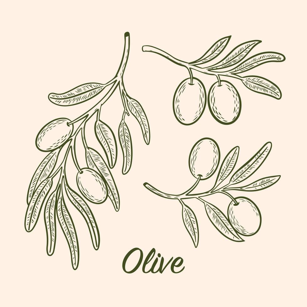 tekening van olijf- boom takken met olijven vector