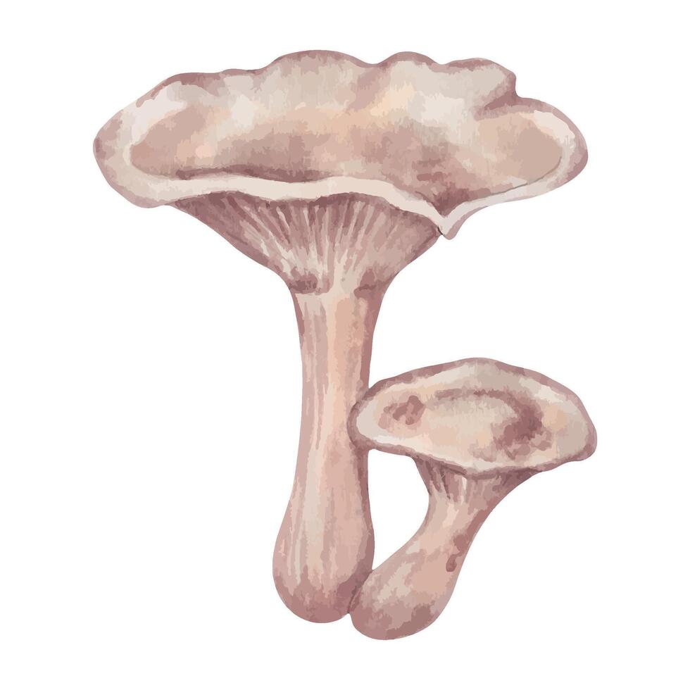 giftig paddestoel clitocybe. illustratie met aquarellen en markeringen. hand- getrokken geïsoleerd kunst. een botanisch klein bos- fabriek met een wasachtig of een beetje slijmerig kap. vector