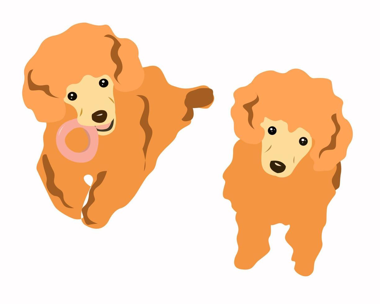 twee kleine honden van het poedelras vector