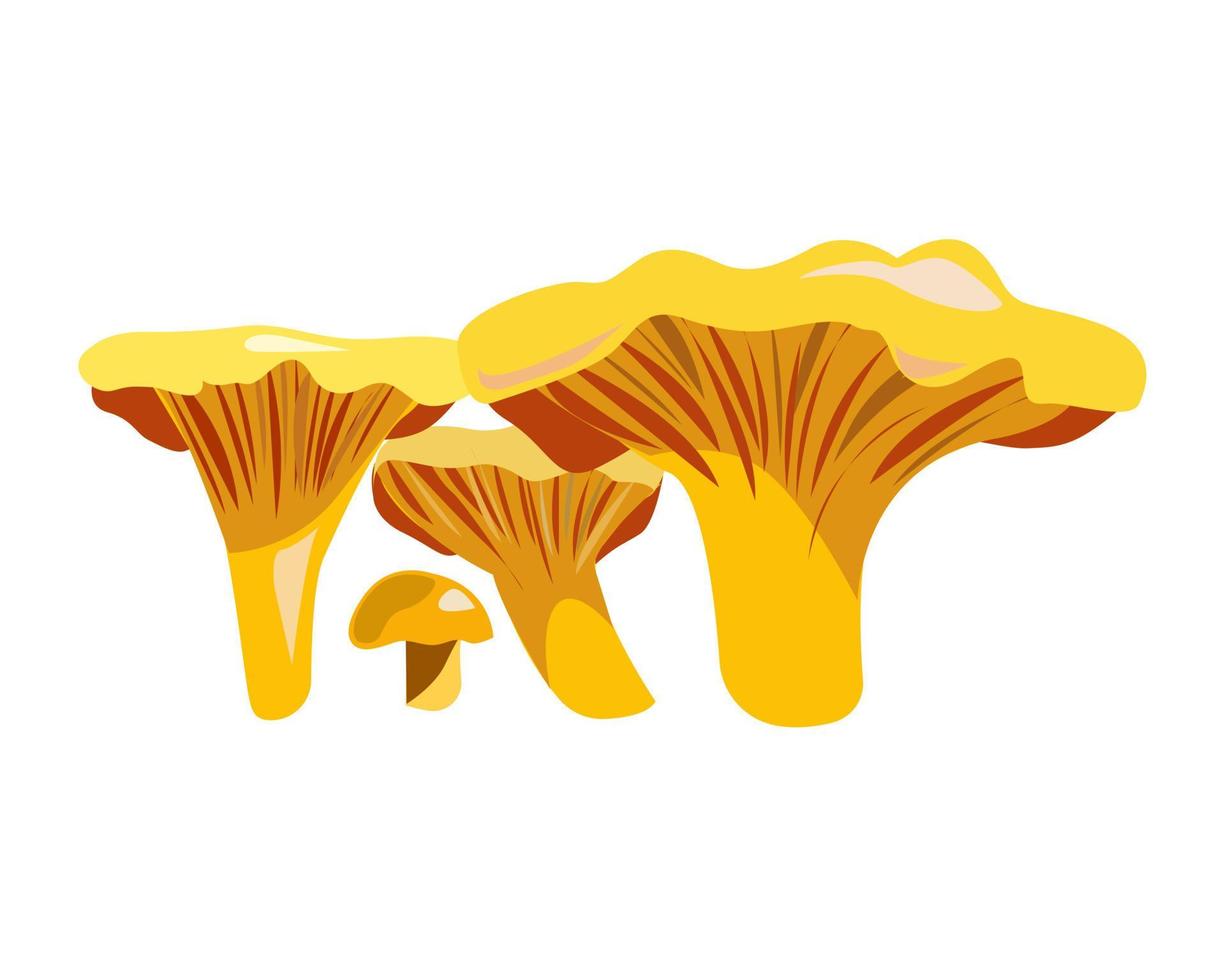 cantharelpaddestoelen op een witte achtergrond vector