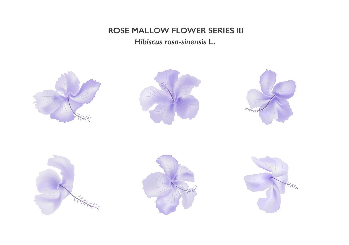 Purper roos kaasjeskruid bloem isoleren Aan wit achtergrond serie03 vector