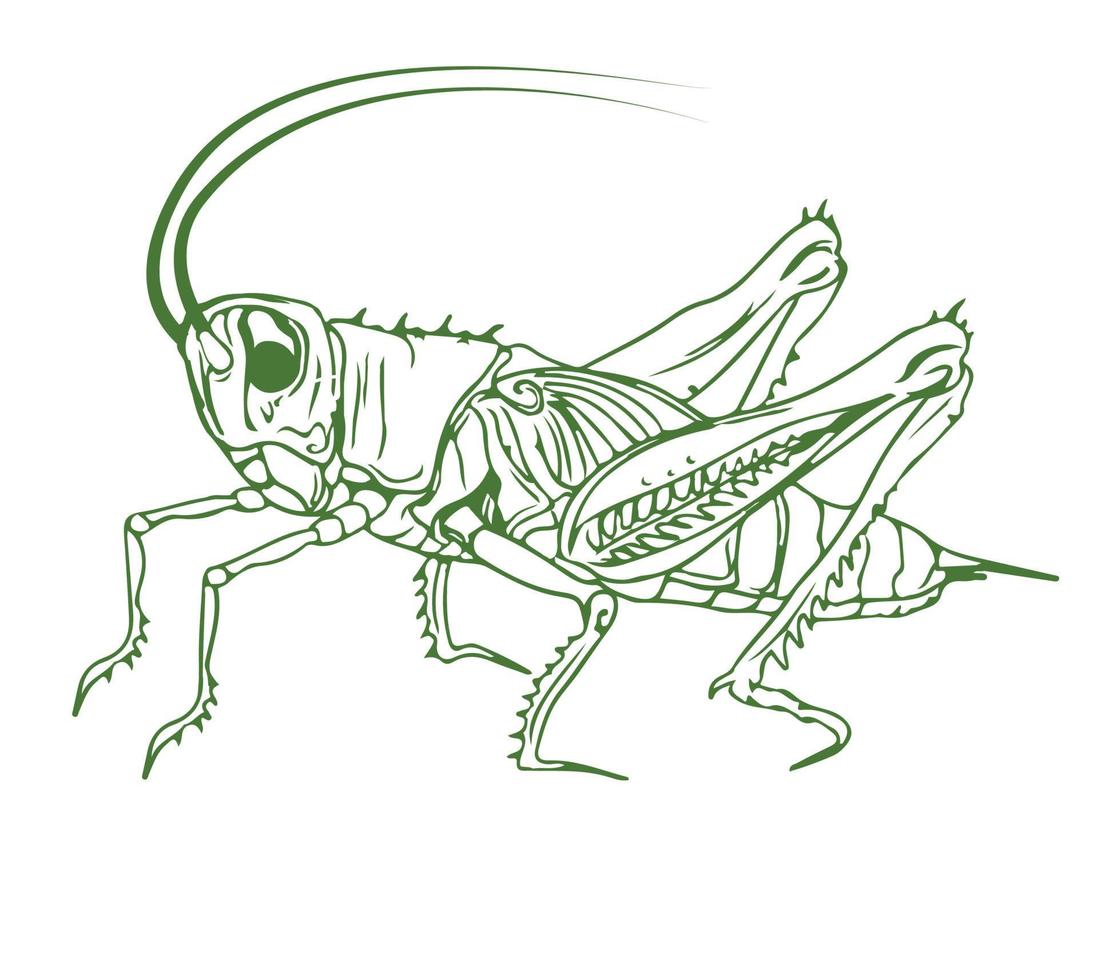 schets illustratie van een krekel. gedetailleerde effen kleurenafbeelding van een cricket, sprinkhaan, geïsoleerd op een witte achtergrond. vector