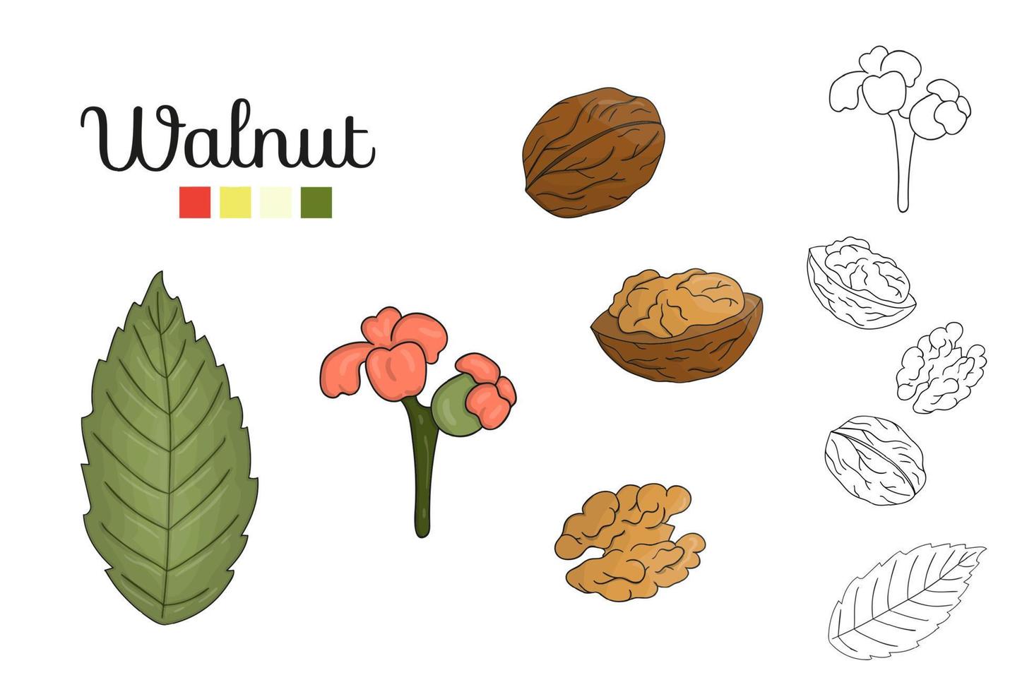 vector set walnoot boom elementen geïsoleerd op een witte achtergrond. botanische illustratie van walnotenblad, brunch, bloemen, noten. zwart-wit illustraties.