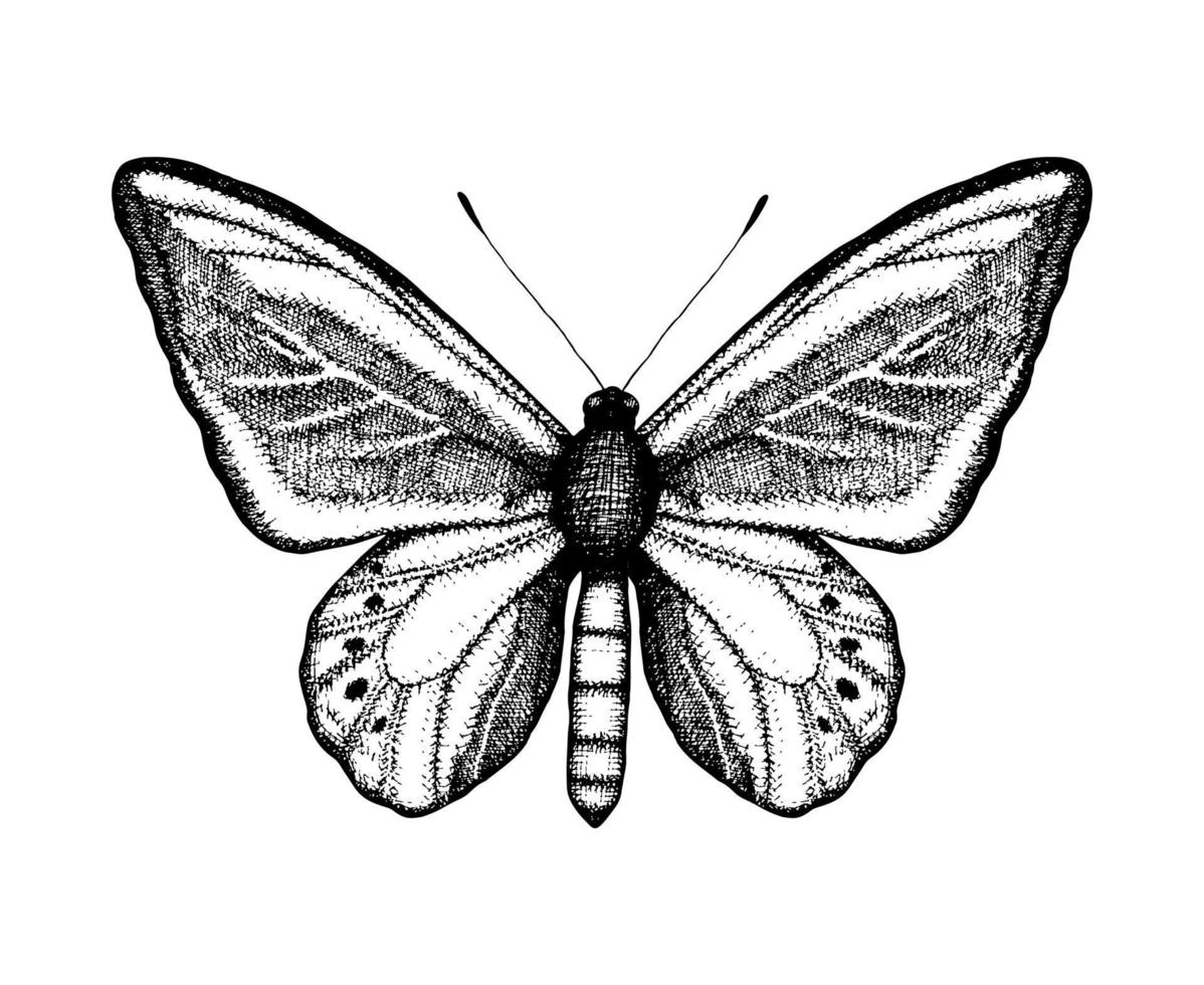 zwart-wit vectorillustratie van een vlinder. hand getekende insecten schets. gedetailleerde grafische tekening van muur bruin in vintage stijl vector