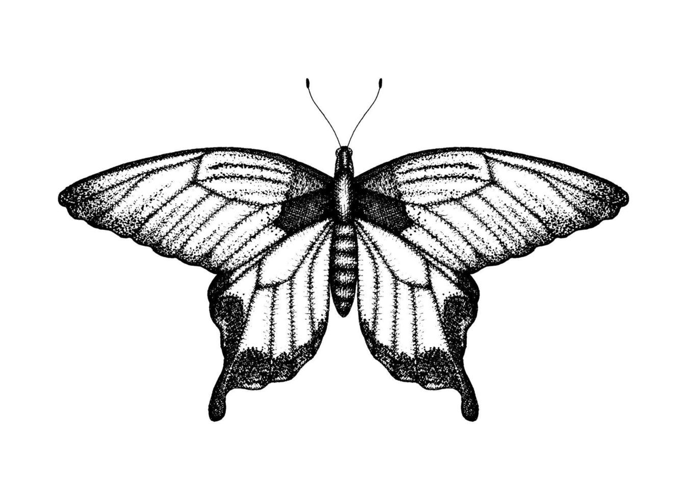 zwart-wit vectorillustratie van een vlinder. hand getekende insecten schets. gedetailleerde grafische tekening van birdwing in vintage stijl. vector