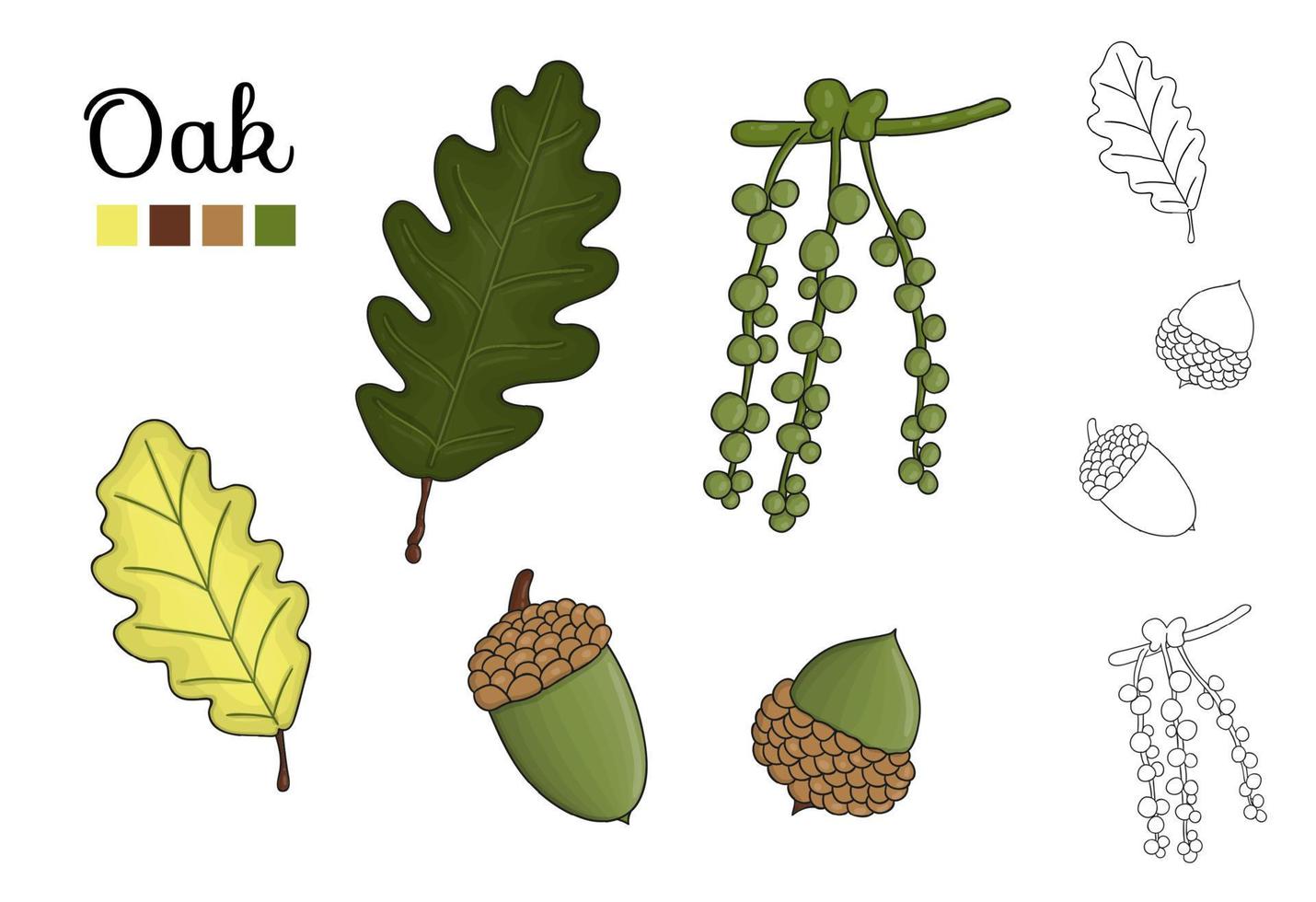 vector set eiken boom elementen geïsoleerd op een witte achtergrond. botanische illustratie van eikenblad, brunch, bloemen, eikels, ament. zwart-wit illustraties.